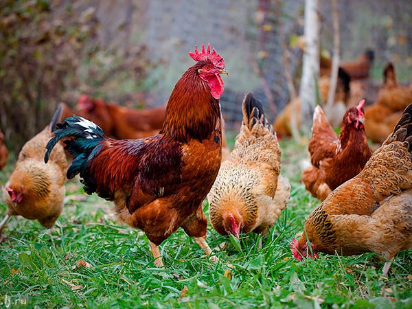 Породы куриц | ЗооТом - продажа, вязка и услуги для животных в Усолье