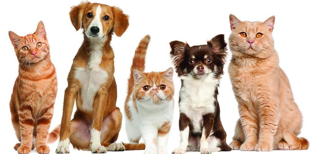 Доска объявлений о животных | ЗооТом - продажа, вязка и услуги для животных в Усолье