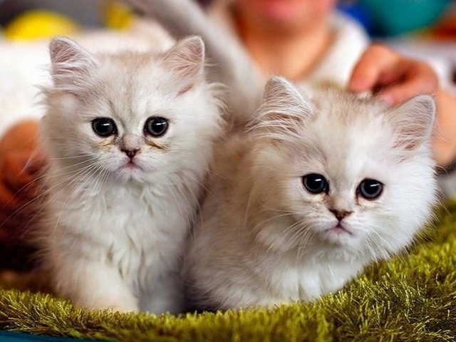 Породы кошек в Усолье | ЗооТом портал о животных