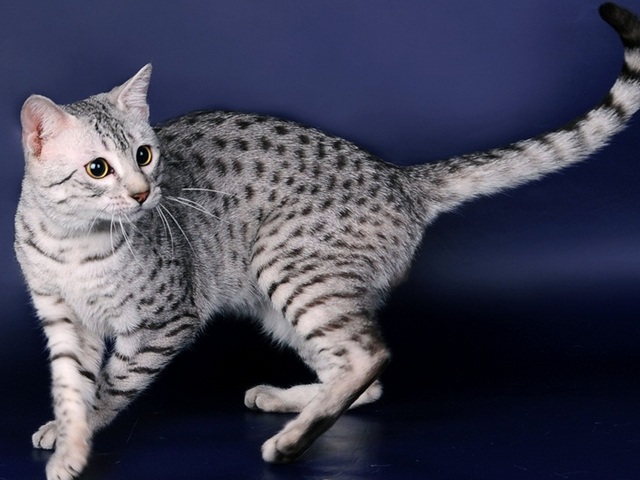 Породы кошек в Усолье | ЗооТом портал о животных