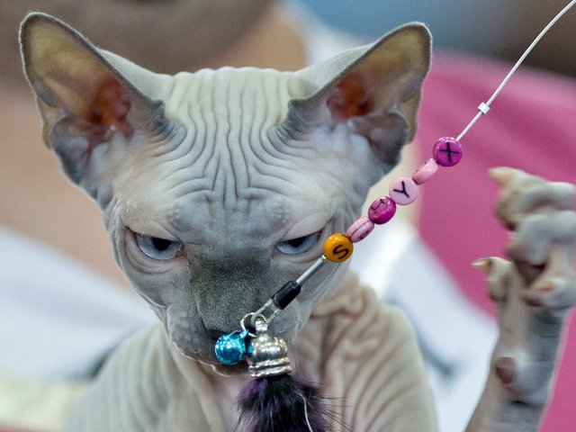 Выставки кошек в Усолье | ЗооТом портал о животных