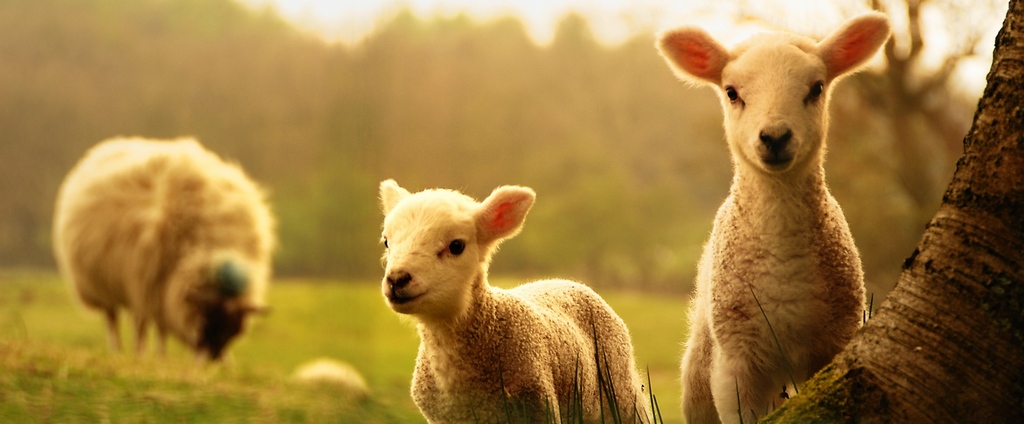 Объявления о сельскохозяйственных животных | ЗооТом - продажа, вязка и услуги для животных в Усолье