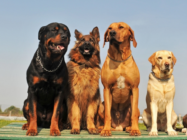 Крупные породы собак в Усолье | ЗооТом портал о животных